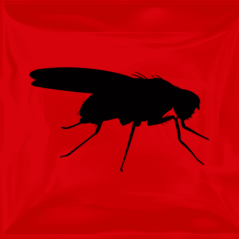 Fruit Flies Melanogaster Vial Purchase Fruit Fly Feeders at Rodent Pro